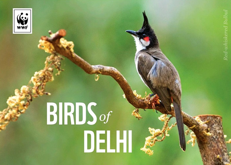 Birds of Delhi