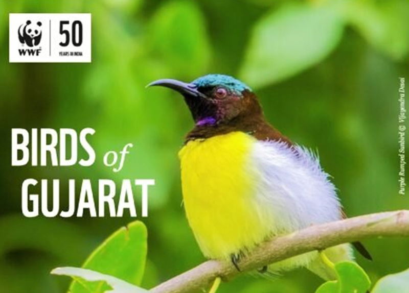 Birds of Gujarat