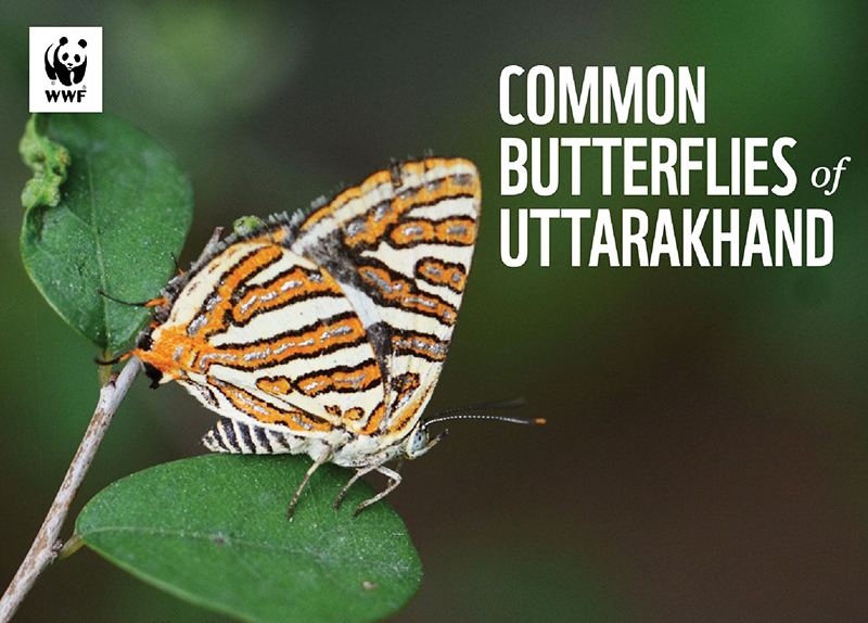 Common Butterflies of Uttarakhand