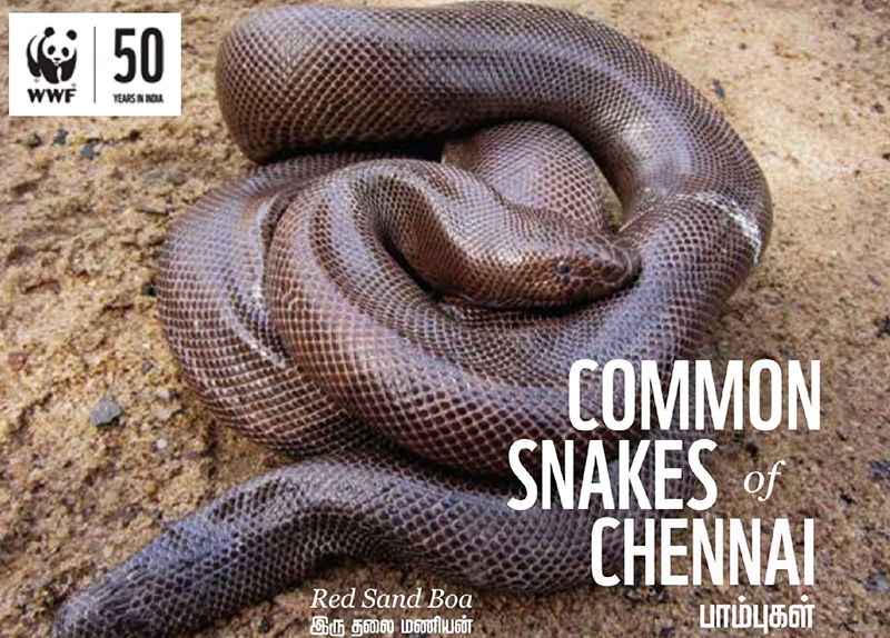 Common Snakes of Chennai