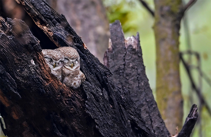 City Nature Challenge