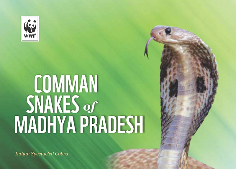 Common Snakes of Madhya Pradesh