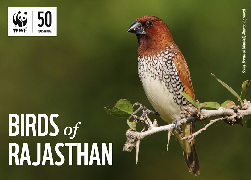 Birds of Rajasthan