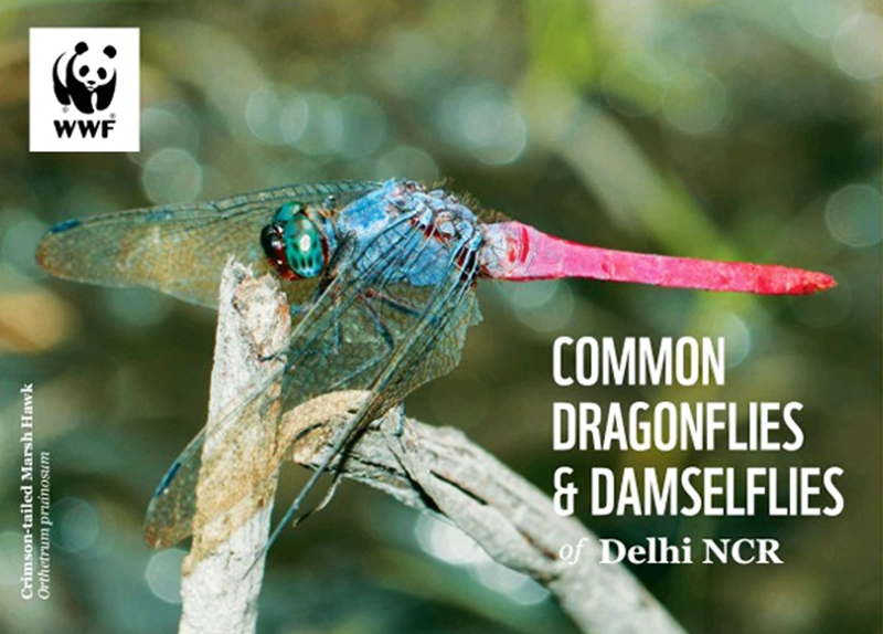 Common Dragonflies and Damselflies of Delhi NCR