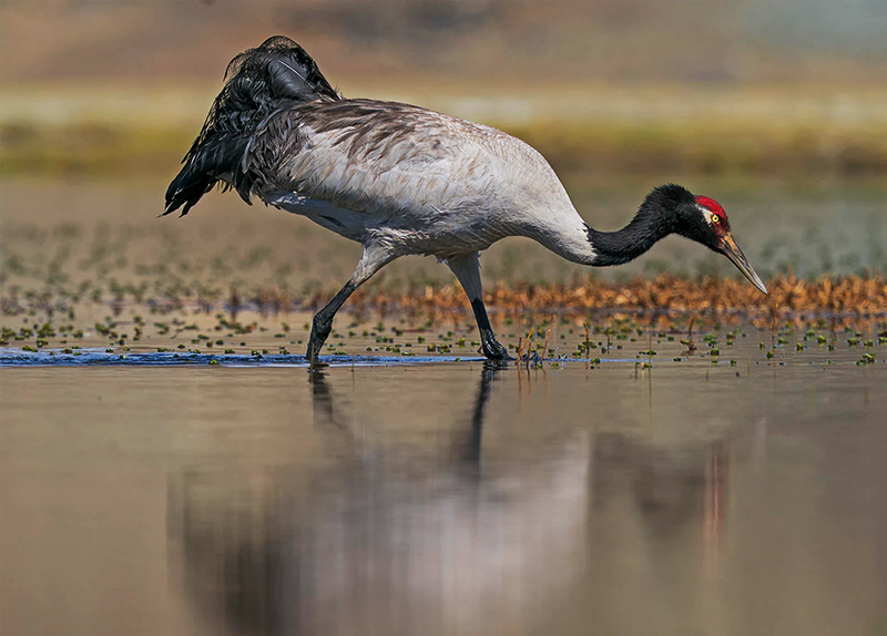 Word Search Puzzle: Cranes of India