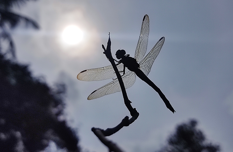 Wetland Monitoring Survey