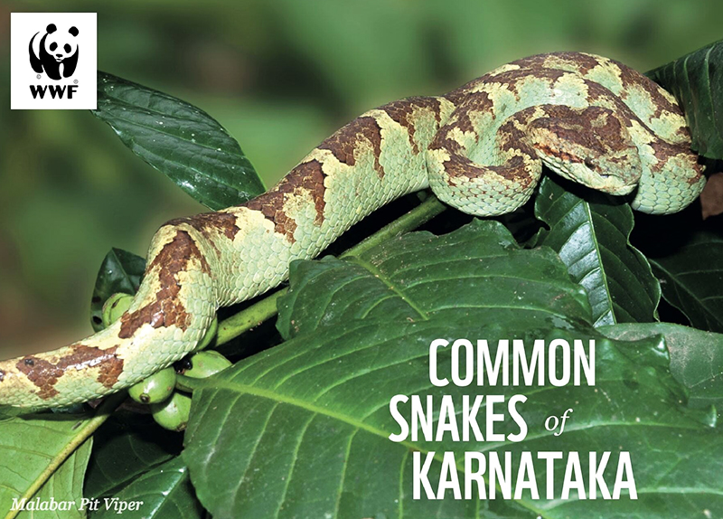 Common Snakes of Karnataka