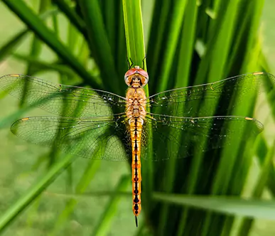 Nature Club for Kids: A (Real) Bug's Life