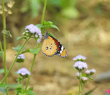 Fascinating Fungi - Monsoon Secrets Revealed