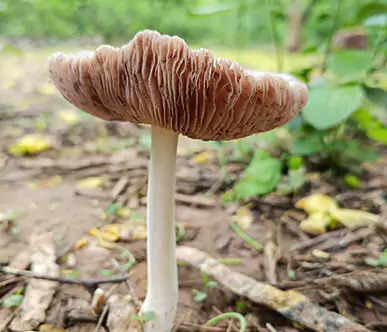 Entomology 101 - Inside the Insect World