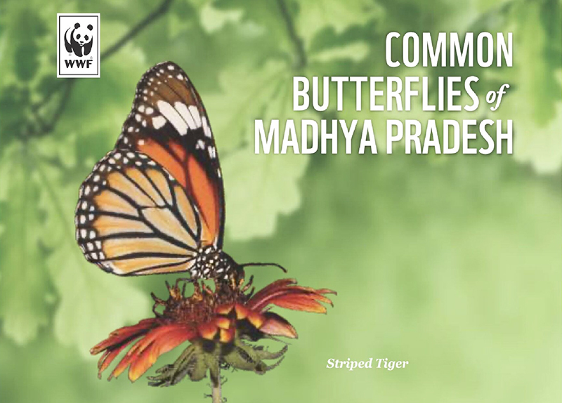 Common Butterflies of Madhya Pradesh