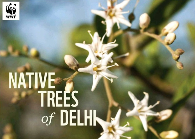 Native Trees of Delhi