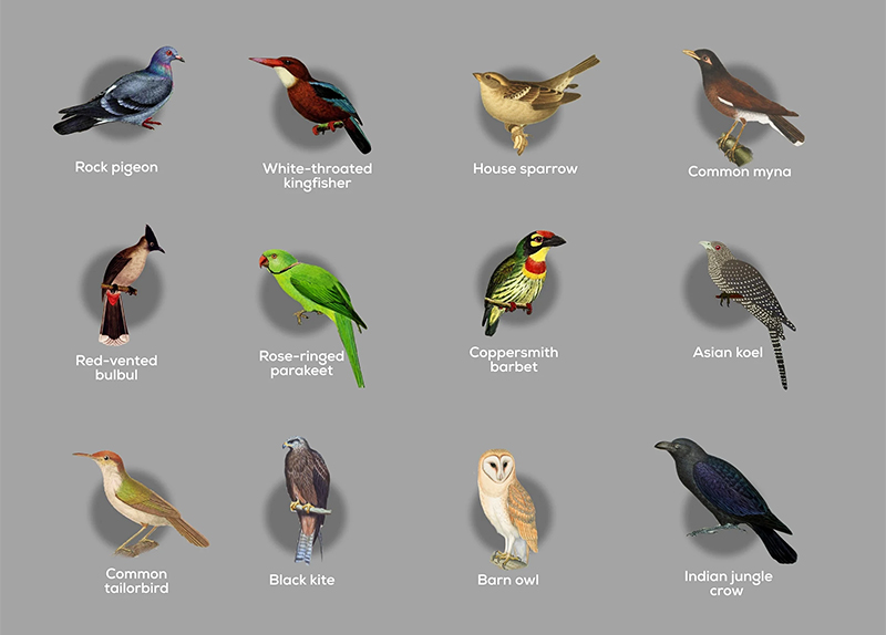 Urban Birds Bingo: How Many Have You Seen?