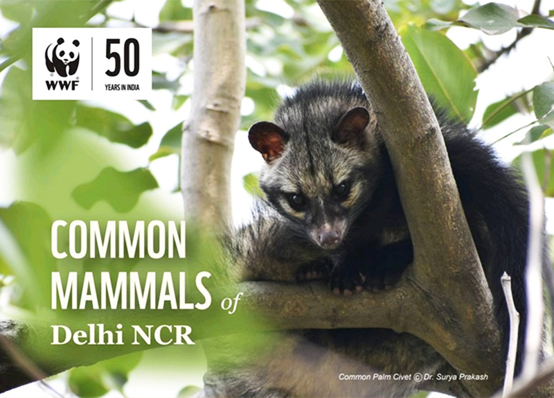 Common Mammals of Delhi NCR